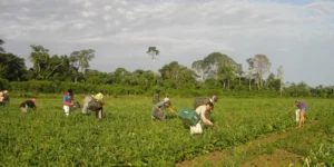 CMN Diminui Limite de Enquadramento no Proagro para R$ 200 Mil